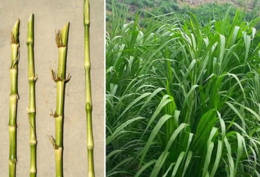 El pasto Cuba 22 de corte es fuente nutricional para ganado que está en zonas medias. Foto: pastosyforrajes.com / CONtexto ganadero. pasto cuba 22