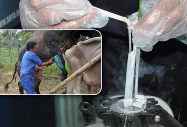 El semen de toro se puede desperdiciar si no se da un manejo adecuado al hato bovino. Foto: periodico.sena.edu.co / CONtexto ganadero. inseminación artificial monta