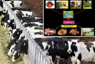 Las hormonas se usan para aumentar preñeces en vacas. Foto: reproduccionbovina-mgrg.blogspot.com.co/- web.altagenetics.com hormonas en vacas