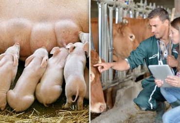 Este contenido será llevado por la Universidad CES con el apoyo de Bayer. Foto: CONtexto ganadero. Bienestar Animal, bienestar animal noticias, bienestar animal eventos colombia, Bienestar animal colombia, bienestar animal fedegán, CONtexto ganadero