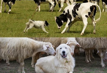 Expertos expresaron sus opiniones sobre la pertinencia de tener perros en hatos bovinos y ovinos. Foto: http://tratarbien.com.mx / http://www.lacuarta.com. ovinos y perros en el sector ganadero