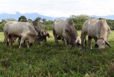 Un grupo de investigadores viene trabajando en la elaboración de un producto biológico. Foto: Cortesía. Alternativas biológicas para control de parásitos internos en bovinos