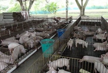 Pequeños productores están aprendiendo a tecnificar sus predios y a dar alimento balanceado a sus cerdos. Foto: www.ica.gov.co. Córdoba, Valencia, Tecnificación de producciones de porcinos, Alimentación de porcinos, Asociatividad en producciones porcinas, Suministro de concentrados a cerdos, Mejoramiento genético en porcinos, Buenas prácticas en el sector porcino, Asociación Colombiana de Porcicultores, Asoporcicultores, Carne de cerdo, Auge del mercado porcino en Córdoba, CONtexto ganadero, ganaderos Colombia