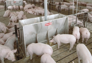 Los criadores de cerdos deben modificar la alimentación a medida que los porcinos crecen. Foto: razasporcinas.com Alimentación de porcinos, Alimentación de cerdos varía con cada etapa de la vida, Suministro de concentrados a cerdos, Dieta para los cerdos, Nutrientes esenciales para los cerdos, Tipos de alimentos que deberían consumir los cerdos en distintas etapas de su vida, Asociación Colombiana de Porcicultores, Asoporcicultores, Solla S.A., CONtexto ganadero, ganaderos Colombia