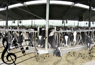 En la finca Silvania, en San Miguel de Sema, Boyacá, los ordeñadores ponen música para tranquilizar a las vacas. Foto: www.ecoavant.com - www.omicrono.com Boyacá, San Miguel de Sema, Finca Silvania, Finca estimula producción de leche con música, Producción lechera, vacas holstein, Efecto de la música en las vacas, Rutinas de ordeño, Estrés de las vacas se reduce con música, vibraciones de la música, CONtexto ganadero, ganaderos colombia