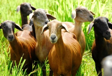 Los ovinos y caprinos son vulnerables a los parásitos externos e internos que generan pérdidas en la rentabilidad del negocio. Foto: Tomada de Internet. parásitos ovejas