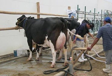 Una vaca que se somete a 3 ordeños debe recibir un cuidado más rigoroso y una alimentación de óptima calidad. Foto: www.proyectosperuanos.com. vacas lecherías ganadería