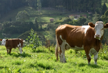 Si usted quiere hacer parte de esta actividad, puede comunicarse al número en Bogotá (1) 742 89 85 o escribir al correo: info@asosimmental.org. Foto: Finca El Cigarral. Raza Simmental
