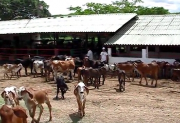 La hacienda El Empedrado es la segunda finca en la región que logra certificación en BPG. Foto: youtube.com. Hacienda El Empedrado, Valle del Cauca, Ansermanuevo, Cartago, Producción de leche, Gyr Lechero, Gyrolando, Holstein, pastoreo rotacional intensivo, pastos estrella guinea tanzania brachiarias, ensilaje, Buenas Prácticas Ganaderas, BPG, producción diaria de leche, ganaderías de Brasil, CONtexto ganadero, ganaderos Colombia