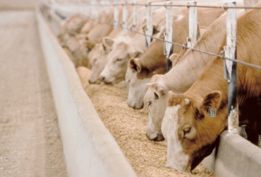 La grasa pasante es un aditivo que tiene como propósito aumentar la densidad energética de la ración de comida que se le brinda al animal. Foto: www.radiomas.mx. grasa pasante, alimentación bovina, nutrición bovina, manejo animal, bienestar animal, suplementación alimenticia, suplementación energética, producción de leche, CONtexto ganadero