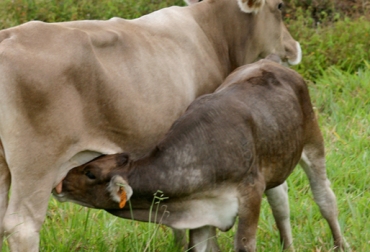 Existen varias prácticas de manejo que los ganaderos pueden implementar para acortar el periodo de anestro, entre las más comunes se encuentran el destete temprano, la sincronización o el inducir el celo. Foto: Fedegán. anestro lactacional, vacas que no entrar en celo, ganaderías de carne, destetes tempranos, sincronización, inducción al celo, CONtexto ganadero