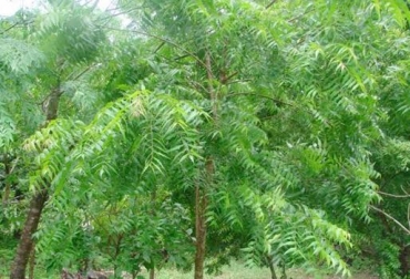 La presencia de la planta en los hatos ayuda a mitigar la presencia de moscas. Foto: tipsdearomaterapia.com. árbol de neem ganadería