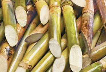 La caña de azúcar puede ser utilizada como una buena opción alimenticia para los bovinos siempre y cuando se le dé el manejo adecuado. Foto: www.panoramaagrario.com. caña de azúcar, alimento para bovinos, alimentación bovina, nutrición bovina, energía y fibra, ensilaje de azúcar, ganaderos de colombia, CONtexto ganadero.
