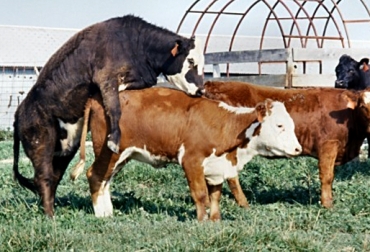 El ciclo estral de las novillas se repite cada 21 días, pero puede variar entre los 18 y 21 días, según el desarrollo folicular de cada vaca. Foto: reproduccion-veterinaria.webnode.com.uy. ciclo estral, ciclo reproductivo, vacas en celo, monta natural, inseminación artificial, CONtexto ganadero.