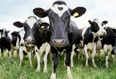Según los expertos,la procedencia del ejemplar, la descripción lineal (características fenotípicas) y los términos de productividads pueden dar un indicativo de que tan rentable y productiva va a ser la vaca en el hato y si vale la pena o no invertir en ella. Foto: www.eleconomista.es comprar una vaca, adquirir un vaca, características genotípicas de la vaca, características fenotípicas de la vaca, historial sanitrio de la vaca, linaje de la vaca, sector ganadero, producción de leche, CONtexto ganadero