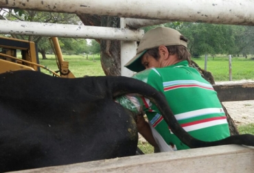 Los ganaderos también deben aprender a inseminar a sus reses de forma artificial. Foto: Andrés Sinisterra. Inseminación artificial, Nuevo curso de inseminación artificial, Cooperativa del Centro y Norte del Valle del Cauca, Cogancevalle, Tecnig@n, Importancia de mantener un trabajador que sepa inseminar, programas de sincronización de hembras a término fijo, establecer planes de mejoramiento genético con transferencia de embriones y fertilización in vitro, cómo detectar el celo de una vaca, CONtexto ganadero, ganaderos Colombia
