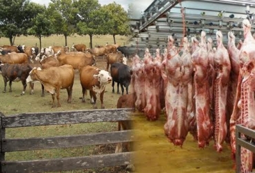 Los productores deben implementar una serie de modificaciones al interior de sus predios, de acuerdo con la normatividad. Foto: CONtexto ganadero. Ganaderos decreto 1500