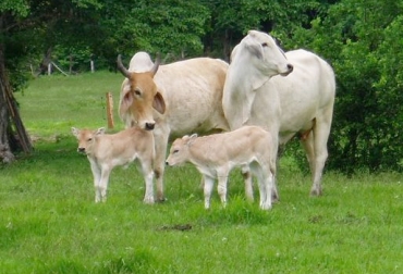 Conozca los 5 errores que generalmente se comenten en las ganaderías de crías para que usted evite cometerlos. Foto: www.engormix.com. ganadería de cría, ganaderos de Colombia, errores comunes de los ganaderos, recomendaciones, destetes tardíos, CONtexto ganadero