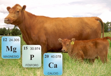 El magnesio, el fósforo y el calcio son minerales indispensable a la hora de alimentar a las reses en periparto. Foto: Fedegán - www.periodni.com Alimentación en vacas en periparto, adecuada alimentación en periparto, Adecuada alimentación para mejorar reproducción, oferta forrajera para vacas reproductivas, ganado de cría, nutrientes minerales necesarios en periparto, fósforo, calcio, magnesio, sales mineralizadas, deficiencia de calcio, deficiencia de fósforo, deficiencia de magnesio, CONtexto ganadero, ganaderos colombia