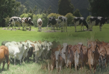 Escoger el ciclo productivo al que se va a dedicar depende de varios factores, como el clima, la disponibilidad de alimento o la raza que va a trabajar. Foto: CONtexto ganadero Ciclo productivo de ganadería, ciclo productivo en ganaderías de carne, ciclo productivo en ganaderías de leche, ciclo productivo en ganaderías doble propósito, cría, levante, ceba, ordeño manual, Lechería especializada, elección del ganadero para dedicarse a un sistema, inventario bovino en Colombia, CONtexto ganadero, ganaderos colombia