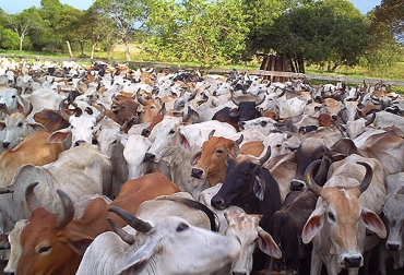 El productor debe estar atento a los animales que adquiere y que ingresan a su predio. Foto: www.uff.travel Brucelosis, Brucella, vacuna contra la brucelosis bovina, RB51, cepa 19, certificación hato libre brucelosis, predios vuelven a contaminarse con brucelosis, razones para perder certificación de hato libre de brucelosis, factores de riesgo de adquirir brucelosis, Bioseguridad, CONtexto ganadero, ganaderos colombia