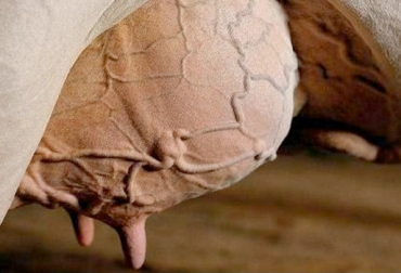 La lactoinducción se refiere al proceso de la inducción artificial de una lactancia. Foto: http://lactoinduccionganasesoressa.blogspot.com.co. Protocolos de lactoinducción, lactoinducción en vacas problemas, inducción de lactancia en vacas in fértiles, ganadería de leche, CONtexto ganadero