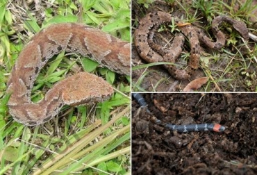 La variedad de pisos térmicos que tiene Colombia permite que en muchas zonas haya presencia de serpientes y alacranes. Foto: http://www.serpientesdecolombia.com. plagas, plagas de serpientes, control biológico de serpientes, serpientes en colombia, alacranes en colombia, veneno de alacranes, alcanfor contra las serpientes, control biológico de serpientes y alacranes, CONtexto ganadero, Michael Rúa Franco
