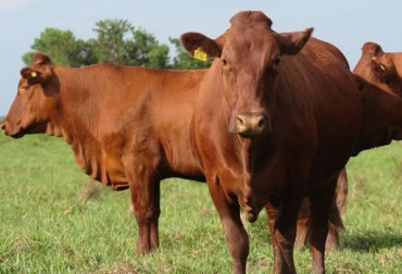 Hasta el pasado 15 de diciembre, el ICA solo había trazado el 9,8 % del inventario. Foto: CONtexto ganadero. trazabilidad bovina, trazabilidad bovina colombia, trazabilidad bovina noticias, trazabilidad bovina ica colombia, trazabilidad bovina fedegán, trazabilidad bovina ica avances, contexto ganadero