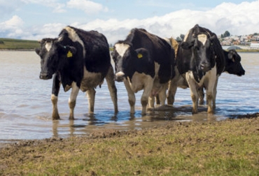 Cuando hay lluvias excesivas, los animales pasan por un momento de estrés, ya que los terrenos están llenos de barro y se les dificulta movilizarse y conseguir alimento. Foto: www.24-horas.mx. estrés hídrico, temporada de lluvia, bienestar animal, predios encharcados, enfermedades podales, CONtexto ganadero