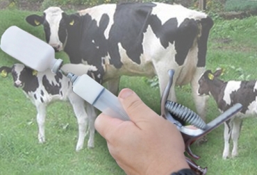 Las vacunas reproductivas controlan las enfermedades que pueden provocar abortos en bovinos. Foto: connectingonline.com.ar / agrotemario.co. Vacunas reproductivas, vacunas vivas, vacunas muertas, vacuna contra la brucelosis bovina, RB51, cepa 19, Asociación de Ganaderos del Altiplano Cundiboyancense, Asogaboy, diarrea viral bovina, rinotraqueitis infecciosa bovina, influenza tipo 3, leptospira, Campylobacter, CONtexto ganadero, ganaderos Colombia