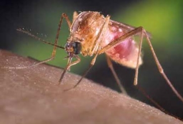 La enfermedad es ocasionada por un arbovirus del género Flavivirus, familia Flavivirida. Foto: cdn.ntrzacatecas.com. Virus del oeste del nilo