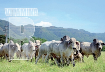 El complejo de vitamina B puede contribuir a los animales que sufren de estrés y pierden apetito. Foto: Carta Fedegan. Vitamina B, vitaminas del complejo B, importancia de las vitaminas del complejo B en explotaciones ganaderas, eficiencia metabólica, cobalto, microorganismos del rumen, degradabilidad ruminal, tiamina, piridoxina, ácido fólico, ácido pantoténico, biotina, CONtexto ganadero, ganaderos Colombia