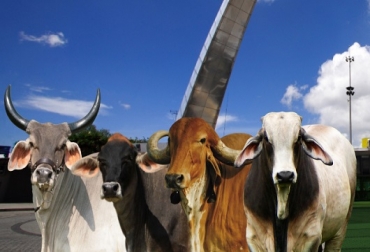 Para la actividad eran esperados más de 1.200 animales provenientes de todas las latitudes del país. Feria Nacional Cebú