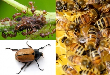 Hormigas, cucarrones y abejas contribuyen en el equilibrio y desarrollo de sistemas silvopastoriles. Foto: www.youtube.com / apariciotratamientos.es / smdeltropico.com. Insectos benéficos, Sistemas silvopastoriles, SSP, insectos benéficos para los predios, insectos descomponedores, insectos polinizadores, insectos depredadores, insectos parasitoides, insectos que controlan las plagas, matarratón, botón de oro, plantas que atraen insectos, CONtexto ganadero, ganaderos Colombia