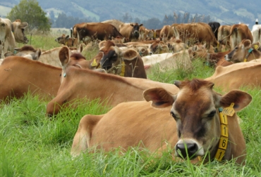Las vacas echadas por mucho tiempo pueden estar enfermas, por lo que será necesario tratarlas. Foto: Fedegán. Vaca echada, Síntomas de vaca echada, vaca caída, razones por las cuales una vaca está echada, fiebre de la leche, hipocalcemia, parálisis del nervio obturador, tratamientos para levantar una vaca caída, tratamiento para hipocalcemia, tratamiento para la parálisis del nervio obturador, CONtexto ganadero, ganaderos Colombia