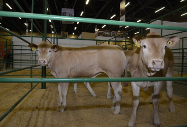 El mejoramiento genético animal se hace para aumentar la producción y calidad de leche y carne. Foto: Cortesía. Mejoramiento genético animal