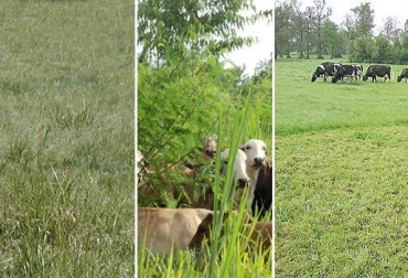 Cuidar la tierra incluye factores como pasturas, árboles y el no uso de químicos. Foto: www.uruguayeduca.edu.uy - ecologiasocebu.blogspot.com / www.engormix.com. Día Mundial del Suelo Colombia