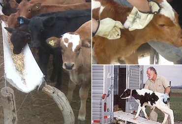 La alimentación, el tratamiento médico y el transporte son aspectos que se deben tener en cuenta en la ganadería de ceba. Foto: inta.gob.ar / Fedegán / noticiaspecuarias.bligoo.com. Ganado de ceba, engorde de ganado, factores importantes en la finalización de ganado de ceba, 3 factores a tener en cuenta en la finalización del ganado de ceba, alimentación sanidad transporte, rentabilidad de la empresa ganadera, CONtexto ganadero, ganaderos Colombia