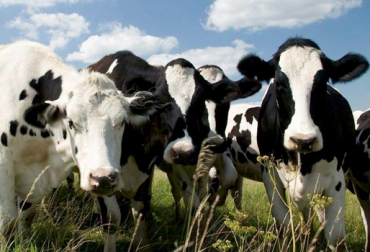 Estudios han demostrado que la producción de leche en vacas Holstein se reduce cuando se hacen cruces endogámicos. Foto: www.taringa.net. Consanguinidad, endogamia, inbreeding, consanguinidad en bovinos, efectos de la consanguinidad en bovinos, consanguinidad afecta parámetros productivos, consanguinidad afecta parámetros reproductivos, raza Holstein, CONtexto ganadero, ganaderos Colombia