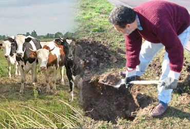 En el caso de que el vacuno muera en la finca, lo recomendable es enterrarlo y no desplazarlo, a menos de que sea necesario. Foto: teescrachoya.blogspot.com - www.perulactea.com entierro de bovinos en la finca, muerte de bovinos en la finca, disposición del cuerpo de un bovino muerto, análisis de la muerte del bovino, causas de muerte en bovinos, uso de cal al enterrar bovinos, manejo animal, CONtexto ganadero