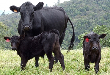 La Diferencia Esperada en Progenie, DEP, permite medir si un toro o una vaca puede reproducir terneros con las cualidades deseadas. Foto: CONtexto ganadero Diferencia Esperada en Progenie, DEP, diferencia esperada en progenie en Colombia, concepto de diferencia esperada de progenie, DEP en Colombia, Asociación Colombiana de Criadores de Ganado Cebú, Asocebú, trabajo de Asocebú en Diferencia esperada en progenie, Evaluación genética Asocebú, CONtexto ganadero, ganaderos Colombia