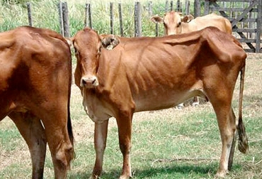 La criptosporidiosis bovina puede provocar diarrea en los animales y ocasionar una disminución en su estado corporal. Foto: www.engormix.com. Criptosporidiosis bovina, enfermedades de los bovinos, Enfermedades de los rumiantes, Tratamiento para la criptsporidiosis bovina, Crypstosporidium parvum en terneros, Crypstosporidium parvum en terneros Holstein, lactato de halofuginona, criptosporidiosis es una enfermedad zoonótica, CONtexto ganadero, ganaderos Colombia