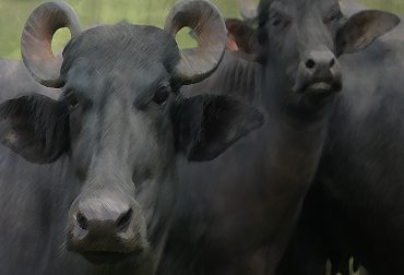 En la actualidad existen 3 razas de búfalos en Colombia y la mayoría de ejemplares son mestizos. Foto: CONtexto ganadero Ganadería Bufalina en Colombia, Fonda Bufalera Gibraltar, Búfalos en Colombia, Razas de búfalos en Colombia, incora, Primera importación de búfalos a Colombia, Historia de los búfalos en Colombia, raza buffalypso en Colombia, raza Murrah en Colombia, raza Mediterránea en Colombia, alta producción lechera de búfalos, CONtexto ganadero, ganaderos colombia