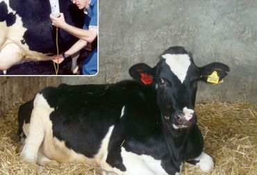 La hipocalcemia puede causar debilidad en las vacas y puede tratarse por vía intravenosa y subcutánea. Foto: www.infovets.com / vimifos.com. Hipocalcemia en bovinos, Vaca echada, Síntomas de vaca echada, vaca caída, fiebre de la leche, hipocalcemia, recomendaciones para prevenir y curar hipocalcemia, tratamiento para hipocalcemia, prevenir hipocalcemia, curar hipocalcemia, calcio vía intravenosa, calcio vía subcutánea, CONtexto ganadero, ganaderos Colombia