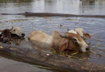 La llegada de las lluvias puede incrementar la presencia de enfermedades, esté atento a la salud de sus semovientes. Foto: eldeber.com.bo. Salud animal, invierno