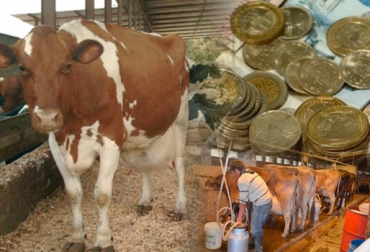 El porcentaje de la nómina varía si se trata de una ganadería de leche o de carne. Foto: www.alfadiario.net - CONtexto ganadero Pago a los trabajadores, empresas ganaderas, Pago de nómina a empleados, Empleados Fincas ganaderas, Costos de Producción, ganadería de leche, ganadería de carne, Lechería especializada, CONtexto ganadero, ganaderos colombia