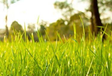 El pasto adquiere su fuente energética cuando recibe mayor radiación solar en la mañana. Foto: CONtexto ganadero. Pastoreo energético, fases de alimentación de praderas, recomendaciones para hacer pastoreo energético, experto recomienda dar pastos en horas de la tarde, experto desaconseja dar pastos en horas de la mañana, energía y proteína del pasto, producción de leche, finca Cuernavaca, Bogotá, empresa Zootech, elementos se transforman en aminoácidos y luego en proteínas, CONtexto ganadero, ganaderos Colombia