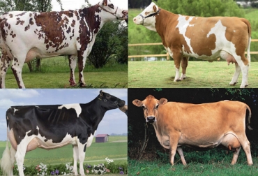La composición de sólidos totales incide en el valor pagado al productor por litro de leche. Foto: CONtexto ganadero. características de la leche, razas lecheras, composición de sólidos en la leche, contenido de grasa en la leche, contenido de proteína en la leche, ganadería de leche, productores de leche, CONtexto ganadero