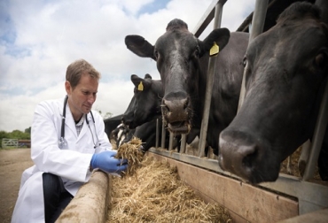 El propósito del plan le apunta a evitar la presencia de enfermedades. Foto: sanidadanimal.bayer.com.mx. plan sanitario ganadería