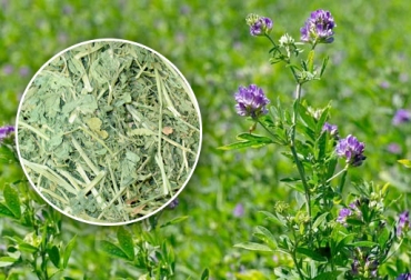 La alfalfa se puede suministrar al ganado en verde, silo o heno. Foto: conejoinfo.blogspot.com / www.britannica.com. Heno de alfalfa, henolaje de alfalfa, alfalfa como alimento bovino, propiedades nutricionales de la alfalfa como alimento bovino, finca Garzón Siberia Cota Cundinamarca, proteína de la alfalfa, fibra de la alfalfa, CONtexto ganadero, ganaderos Colombia